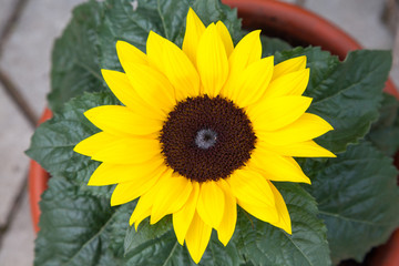 Closeup of a sunflower in a pot outdoors