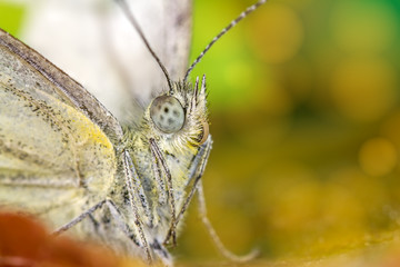 Obraz premium butterfly