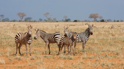 Fototapeta na wymiar Tsavo zebre nela riserva