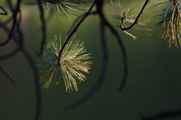 Pine Tree Branch in the Morning Light