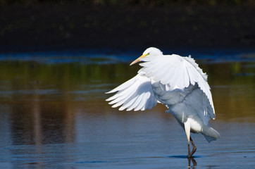 Great Egrets Landing in Shallow Water