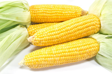Corn on white