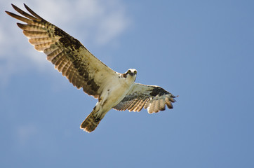 Osprey Making Eye Contact While Flying in Blue Sky