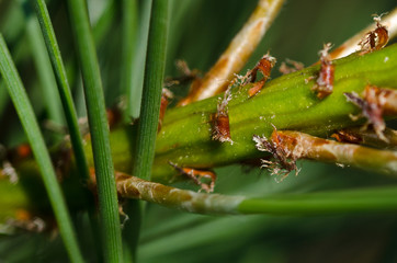 Nature’s Abstract – Evergreen Branch