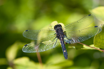 Dragonfly With Transparent Wings Perched on End of Twig