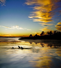 Dolphins swimming at sunset