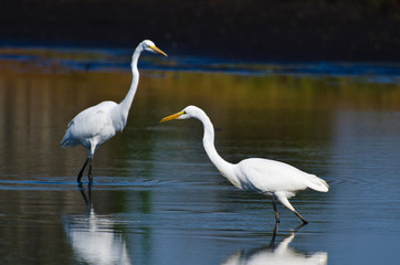 Obraz premium Great Egrets Hunting for Fish in Autumn