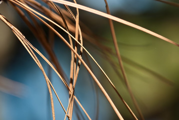 Nature’s Abstract – Dried Pine Needles