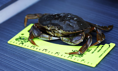 Crab Fishing: Measuring