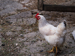Hen in yard