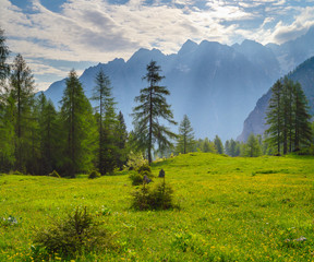 Górska łąka w Alpach Słoweńskich