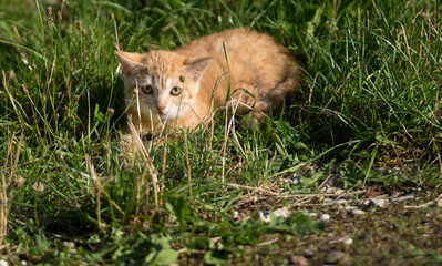 Chaton roux
