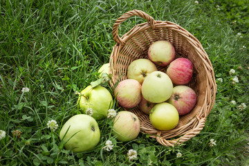 Apples fell from the basket on the grass