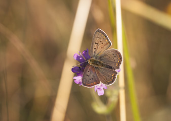 Butterfly with dark brownish wings on a flower blossom