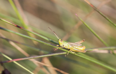 Green grasshopper sit on a grass straw