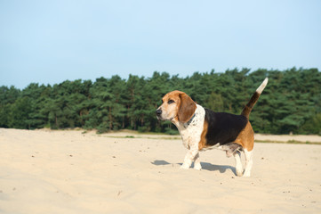 Beagle outdoor