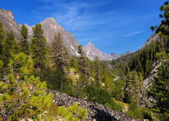 Fototapeta na wymiar Mountain forest in East Sayan