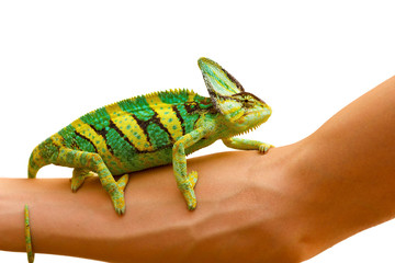 chameleon