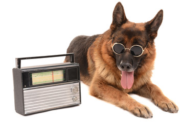 Funny cute dog with radio isolated on white