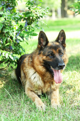 Funny cute dog in park