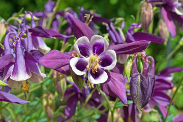 Naklejka premium Akelei - Aquilegia