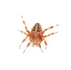 European garden spider,  cross spider  isolated on white