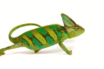 Obraz premium chameleon