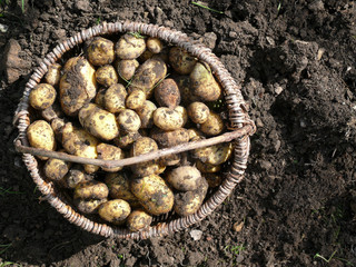 Kartoffelernte im Bioanbau