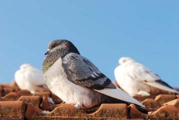 three grey pigeon sitting on the old street roof