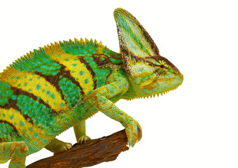 chameleon