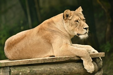 Portrait of a female lion