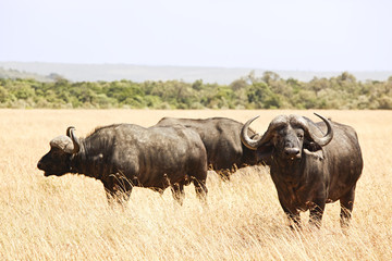 Obraz premium Cape Buffalo on the Masai Mara in Africa