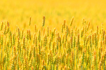 Farmer field of wheat background