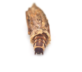 insect cocoon caterpillar