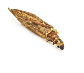 insect cocoon caterpillar