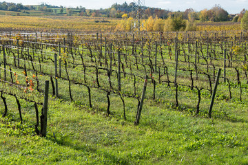 Fototapeta na wymiar Grapes fields during winter fall autumn days