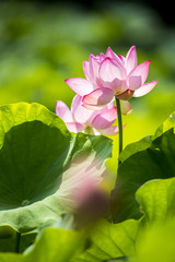 Obraz premium 大賀蓮咲き乱れる