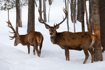 Naklejka na ściany i meble Elks in the winter and snow
