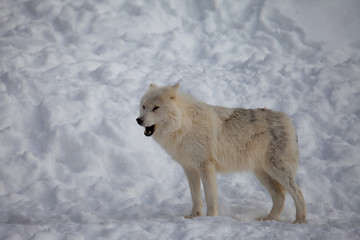 Obraz premium Wolf in the winter and snow