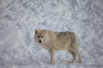 White wolf in the winter and snow
