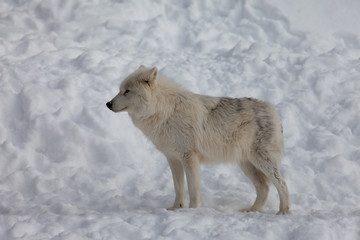 Wolf at still in the winter and snow