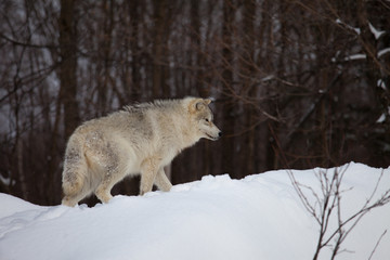 Grey wolf wandering in the snow