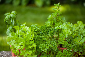 Fresh herbs in pots