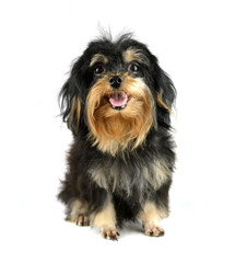 Mixed-breed dog puppy on white background