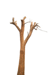 Fototapeta premium tree stump