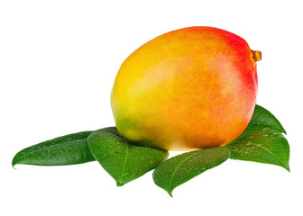 Fresh mango fruit with green leaves isolated on white background
