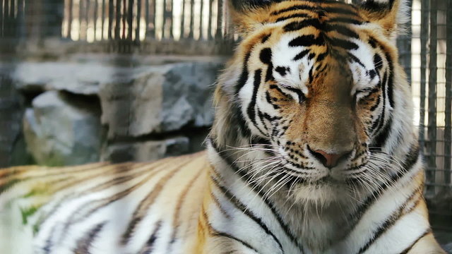 Portrait of the Amur tiger resting