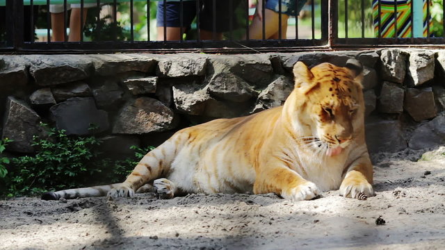 Portrait liger resting in zoo cage