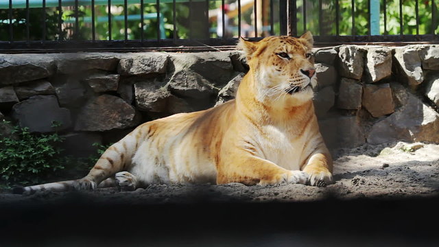 Portrait liger carefully looking