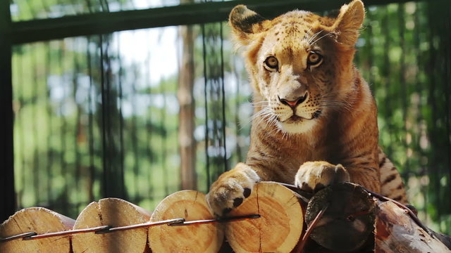Portrait of cute baby liger resting